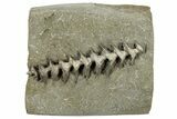 Archimedes Screw Bryozoan Fossil - Illinois #240552-1